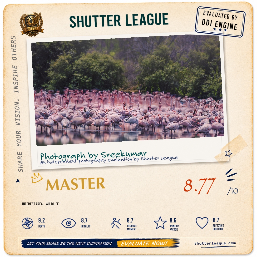 Shutter League evaluation card — Flamboyance