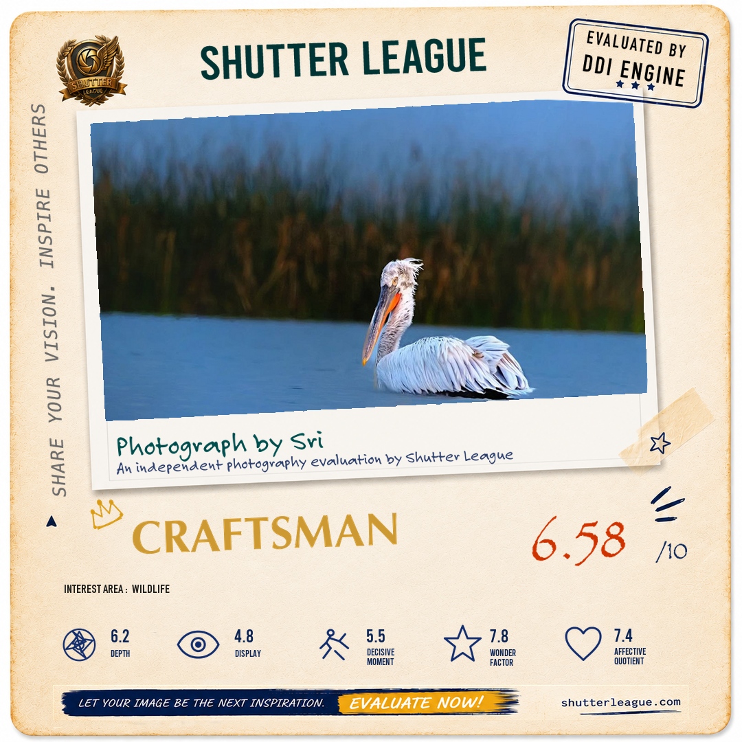 Shutter League evaluation card — Angry Bird