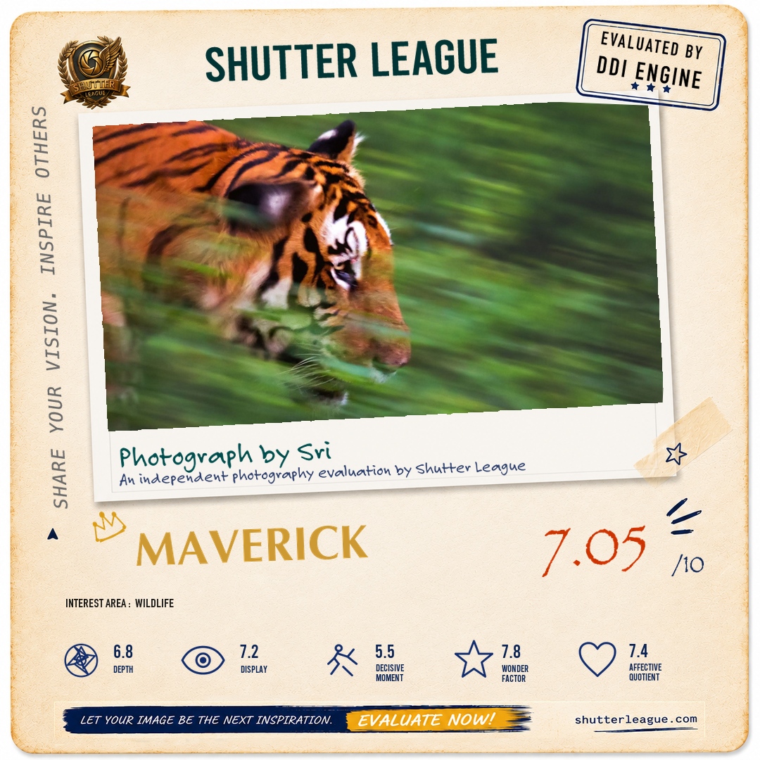 Shutter League evaluation card — Tiger walking