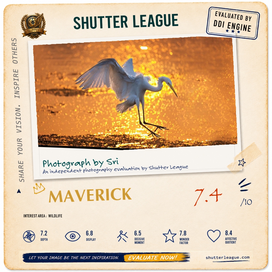 Shutter League evaluation card — Golden light