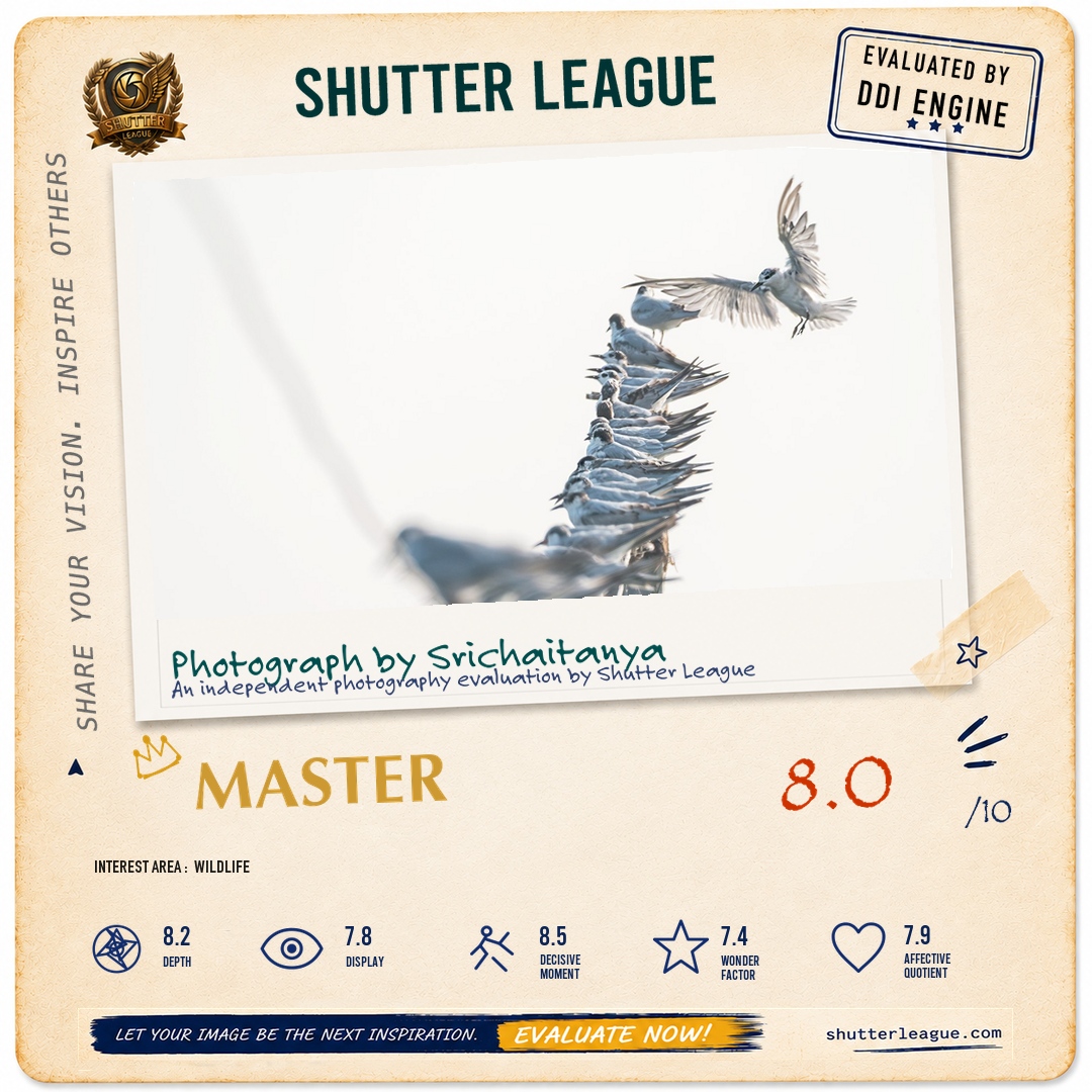 Shutter League evaluation card — The whiskered terns