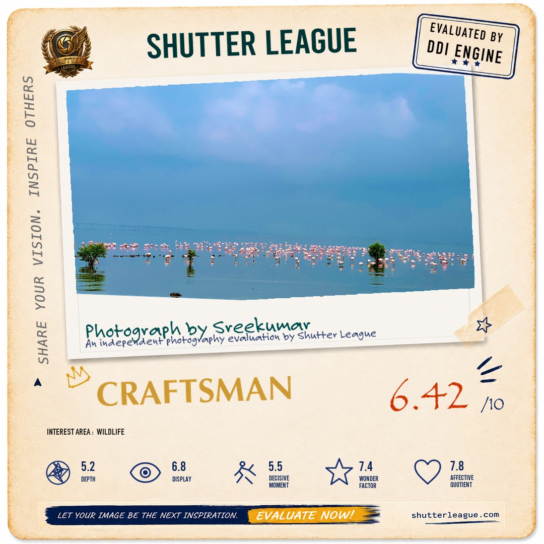 Shutter League evaluation card — Flamingo territory