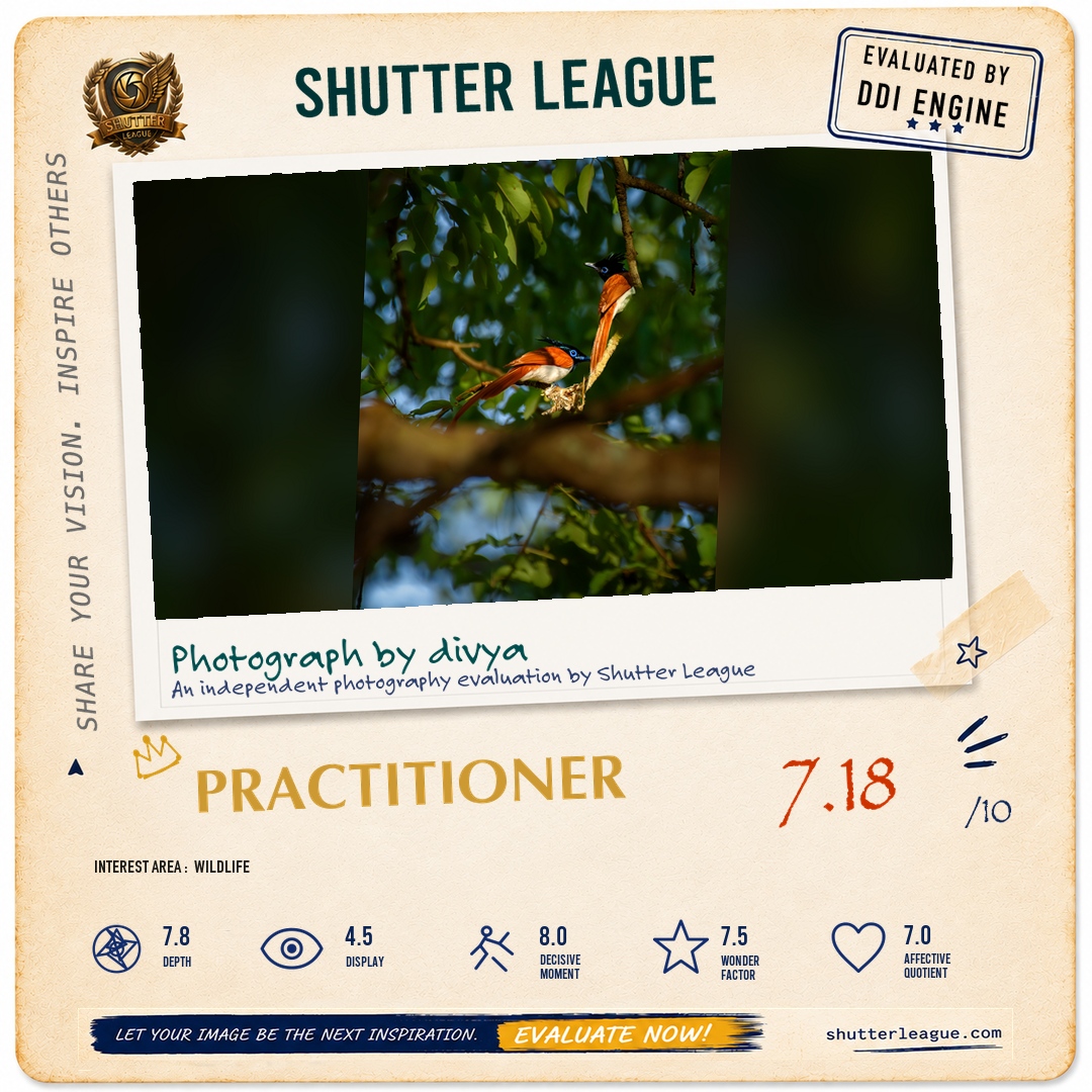 Shutter League evaluation card — Fly catcher family