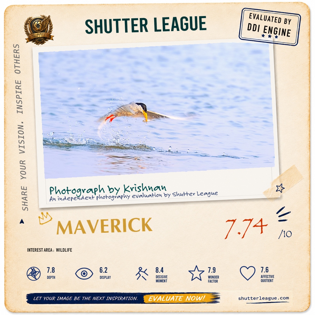 Shutter League evaluation card — Tern catcher