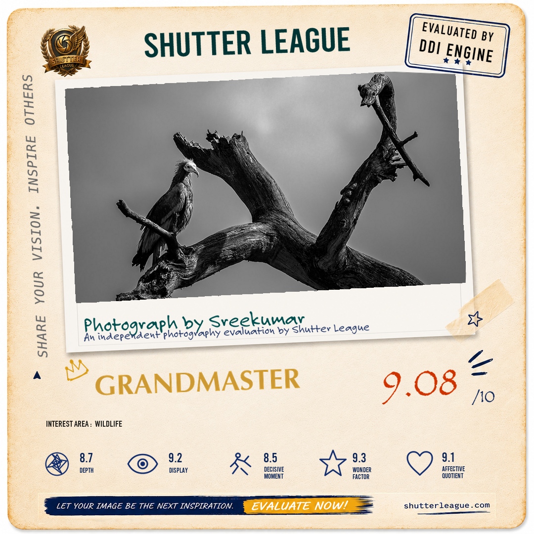 Shutter League evaluation card — Egyptian Vulture