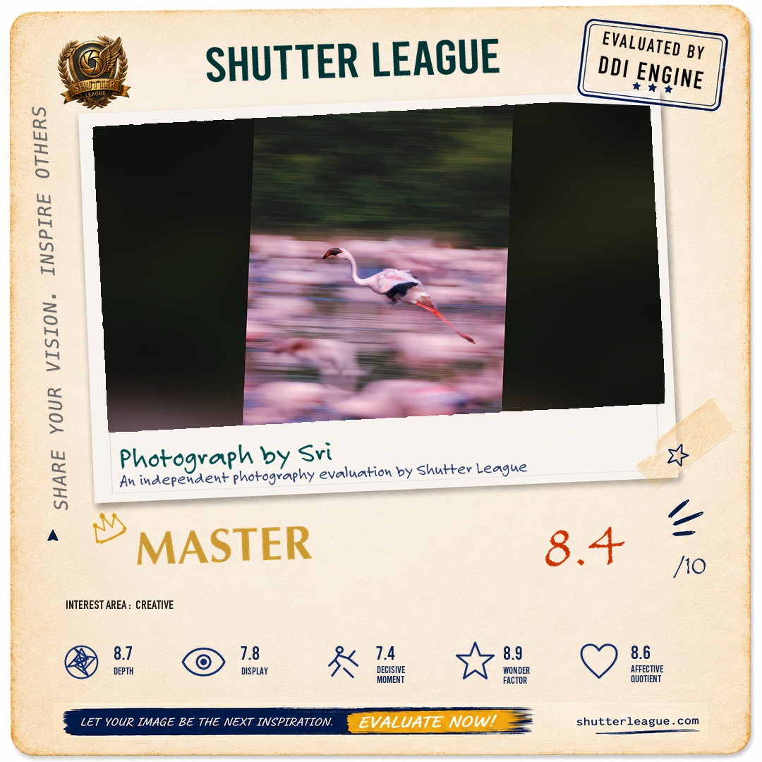 Shutter League evaluation card — Flamingo flies in