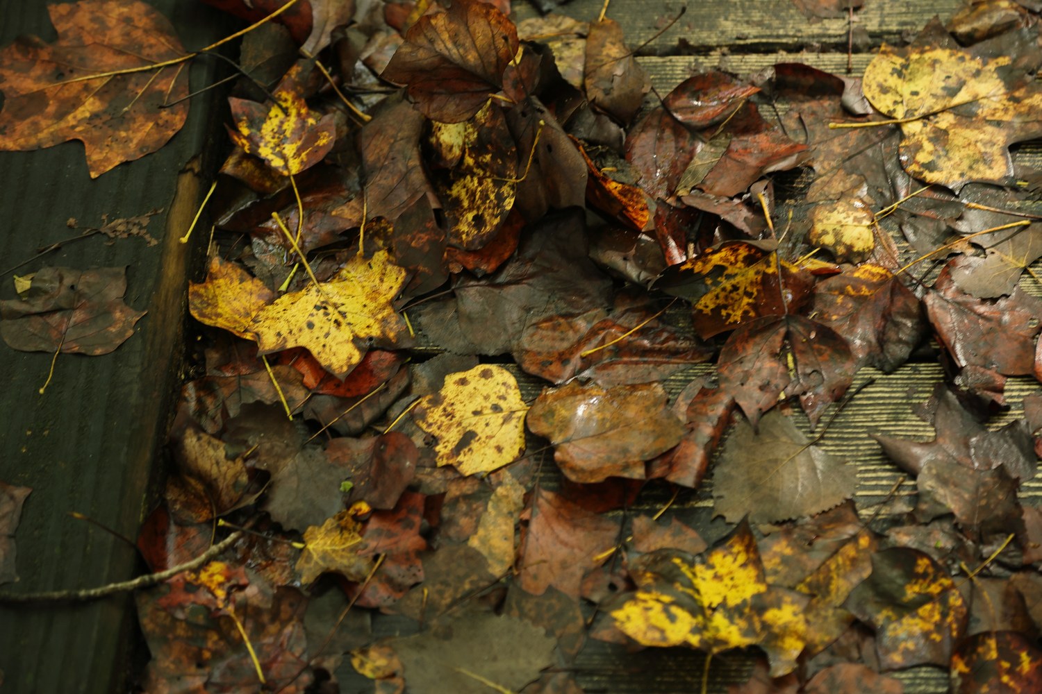 Autumn