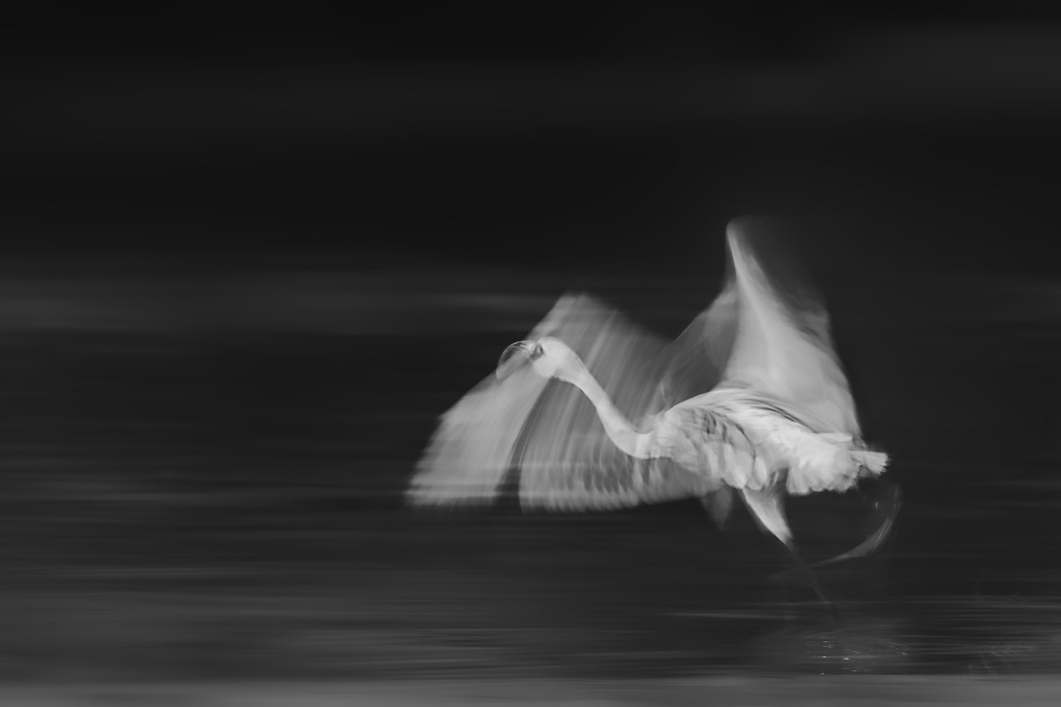 Wildlife photography — Shutter League member