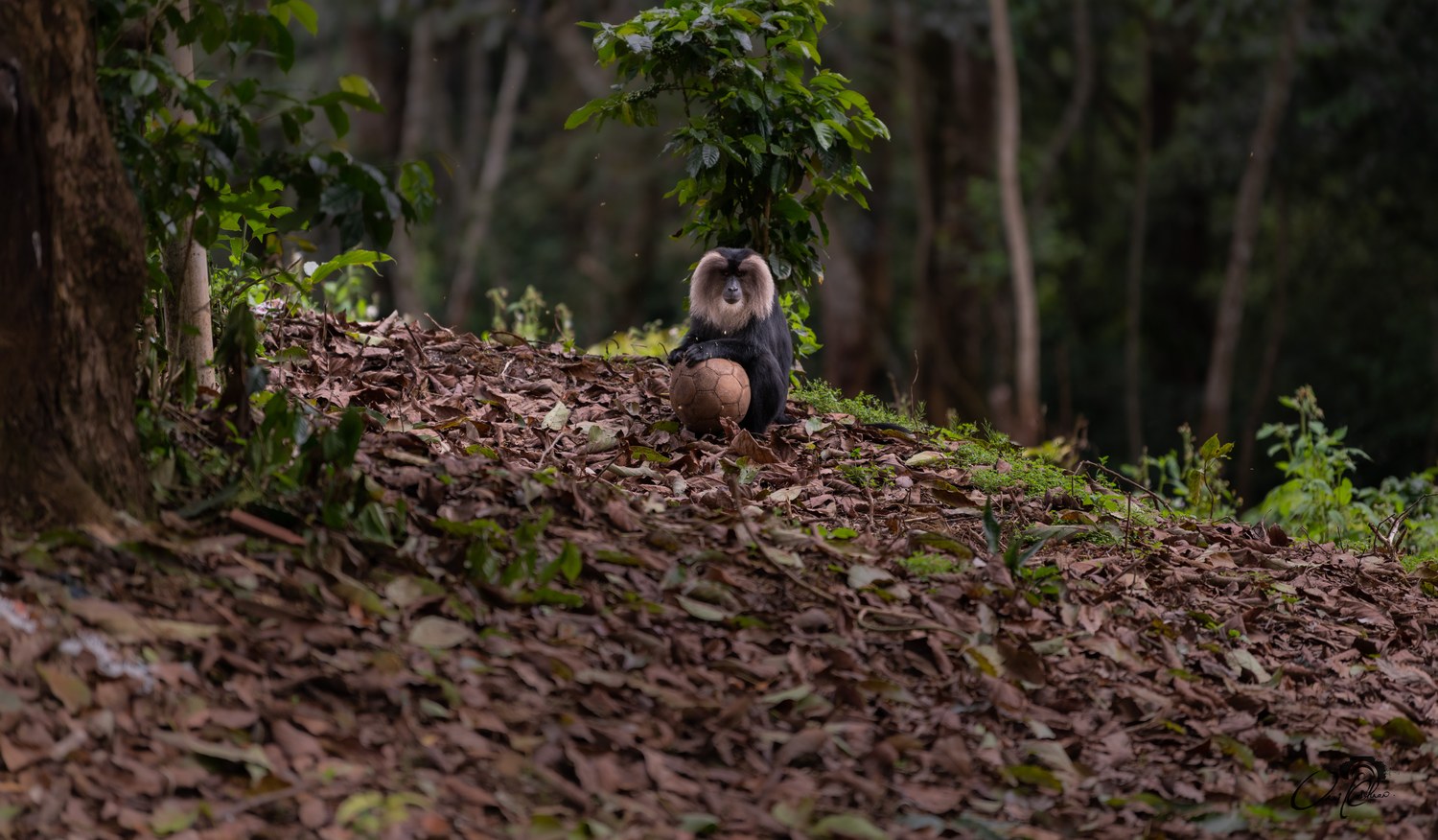 Photograph by a Shutter League member — Master level or above