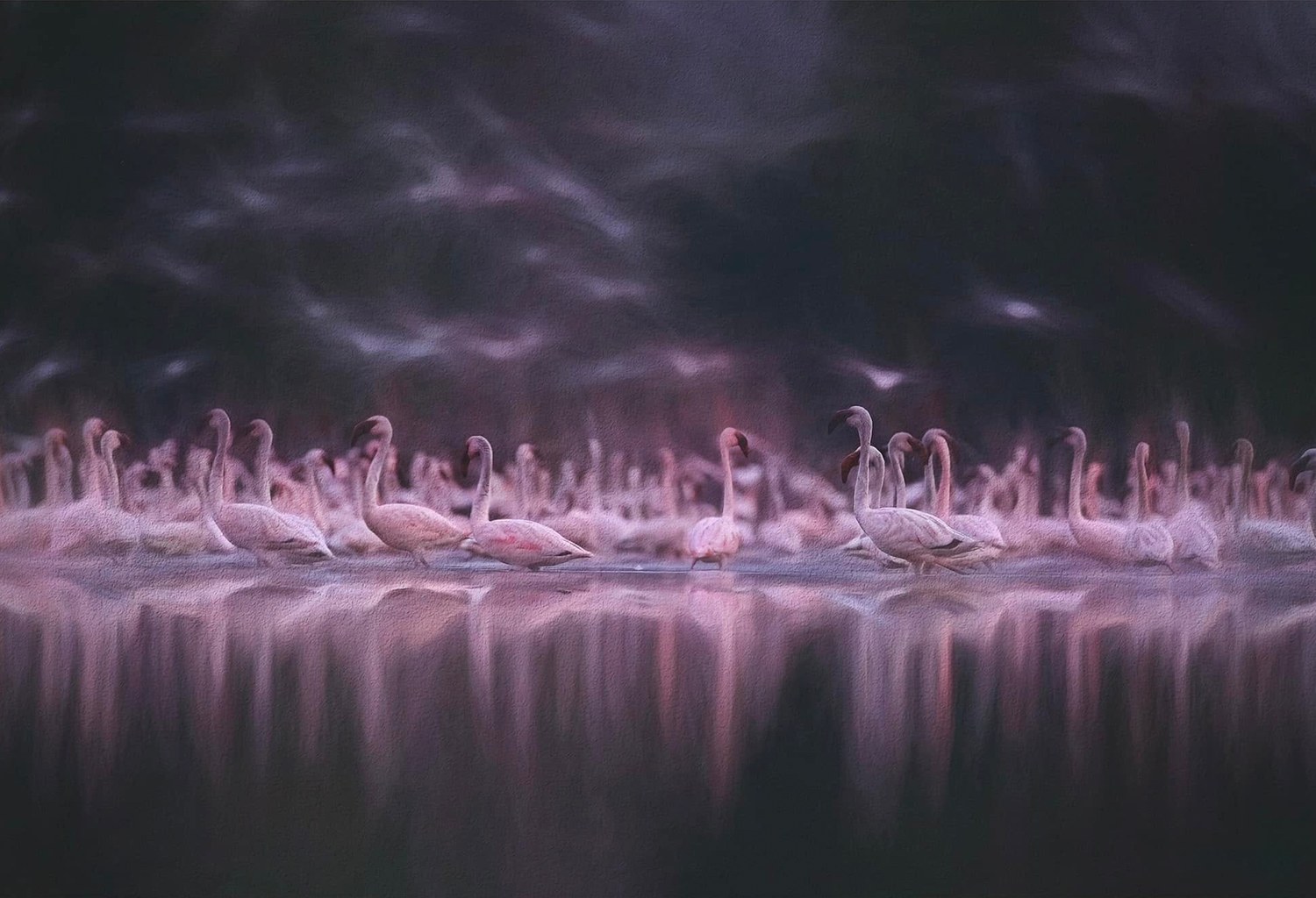 Flamingos