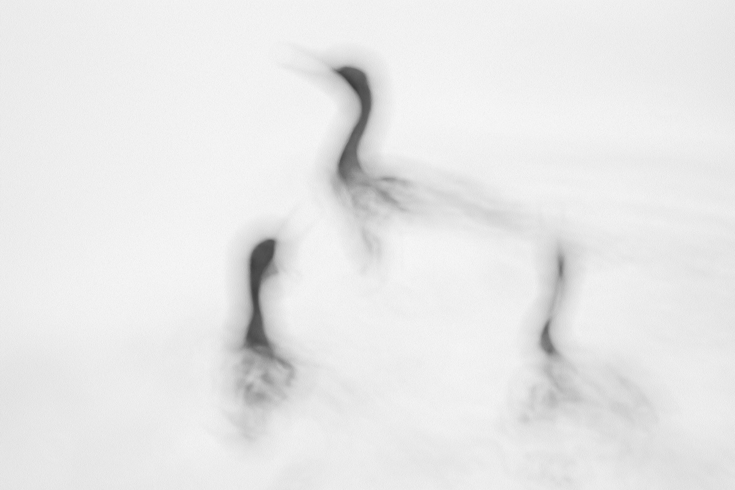 Photograph by a Shutter League member — Master level or above