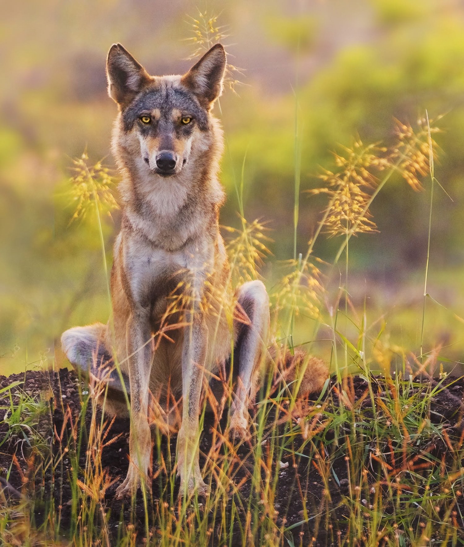 The Lone Wolf