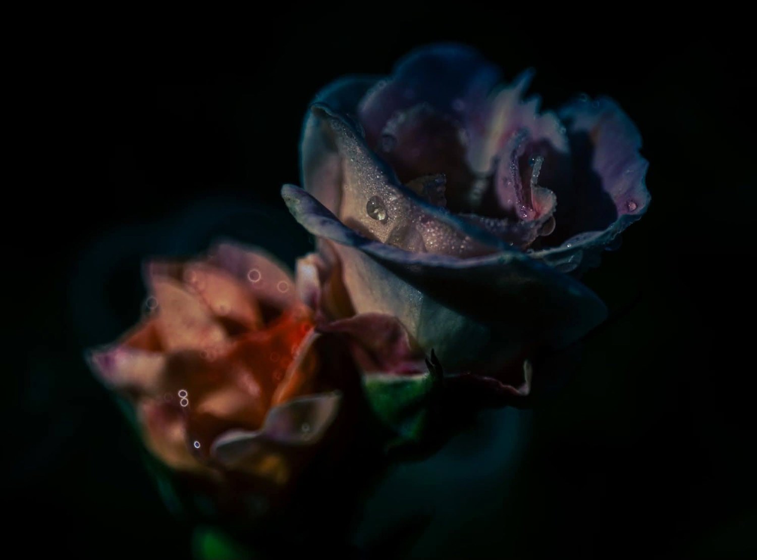 Photograph by a Shutter League member — Master level or above