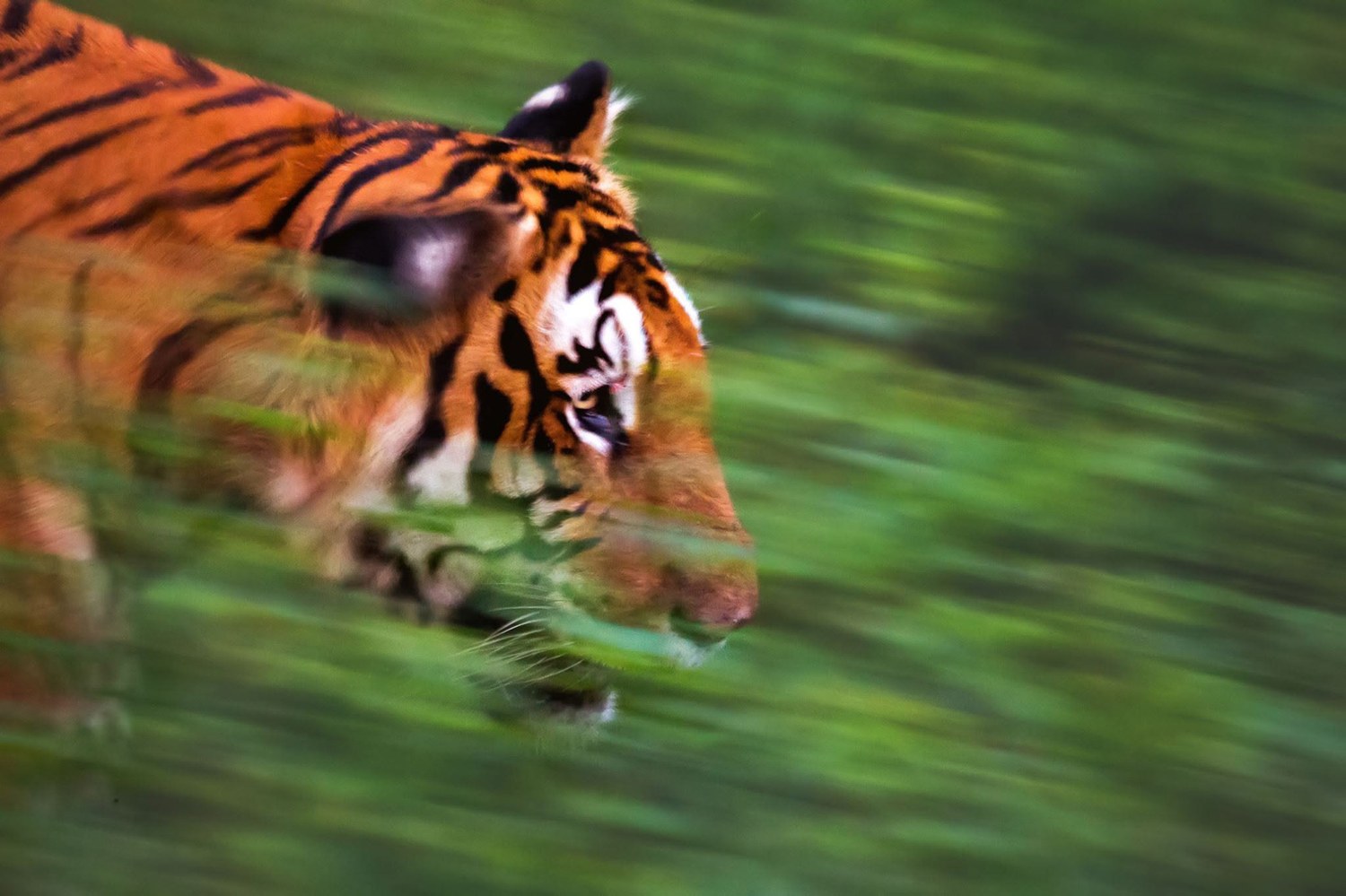 Tiger walking