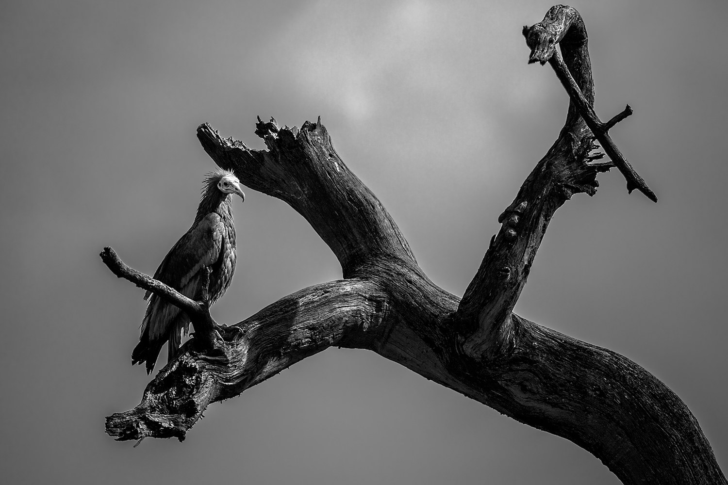 Egyptian Vulture