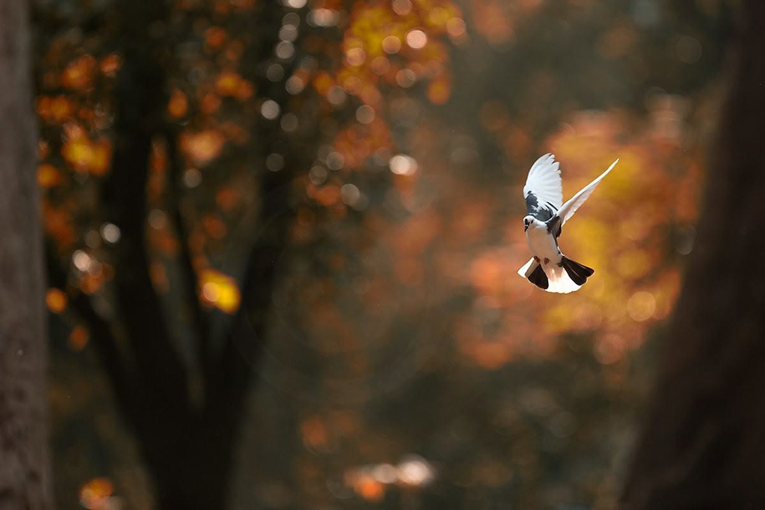 White Dove