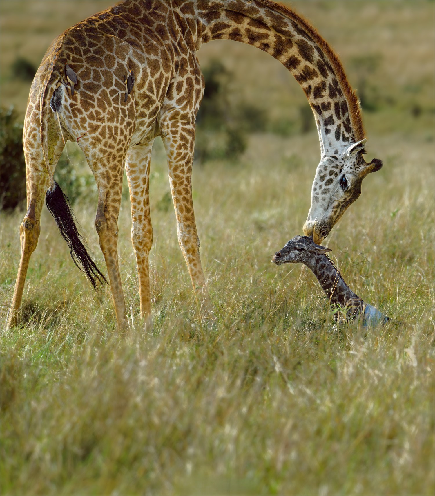 Mother Love