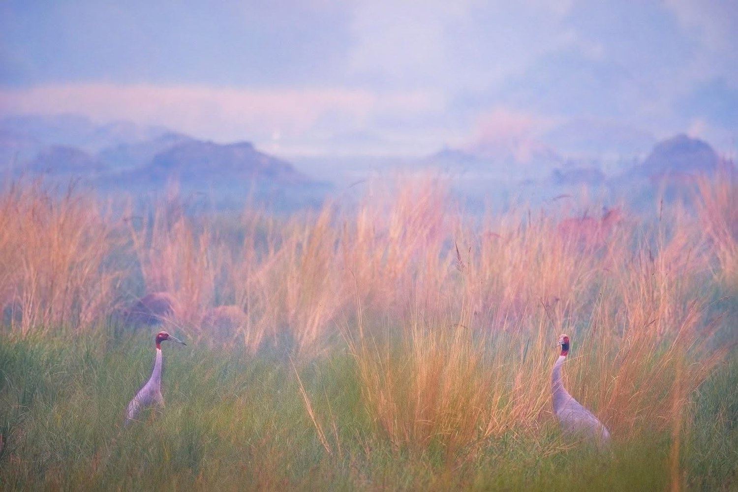 Sarus Bharatpur