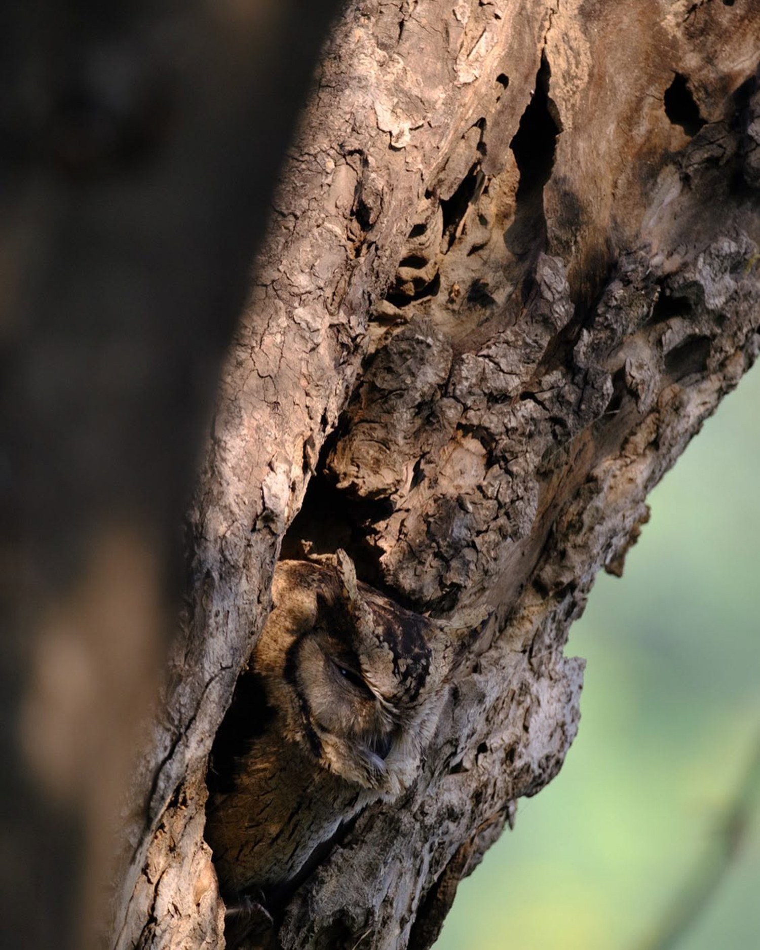 Camoflauge