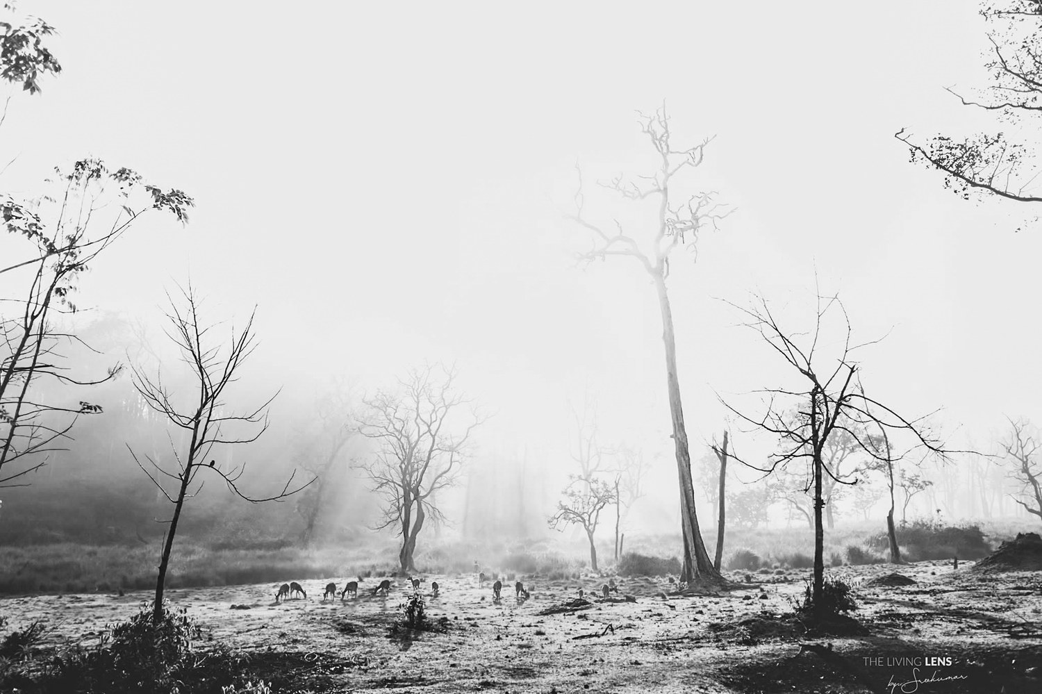 Photograph by a Shutter League member