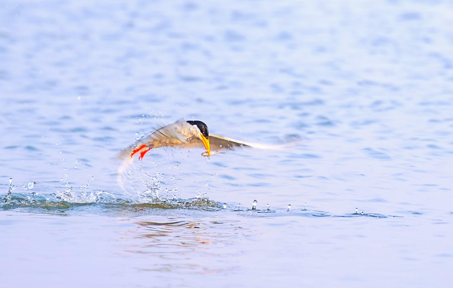 Wildlife photography — Shutter League member