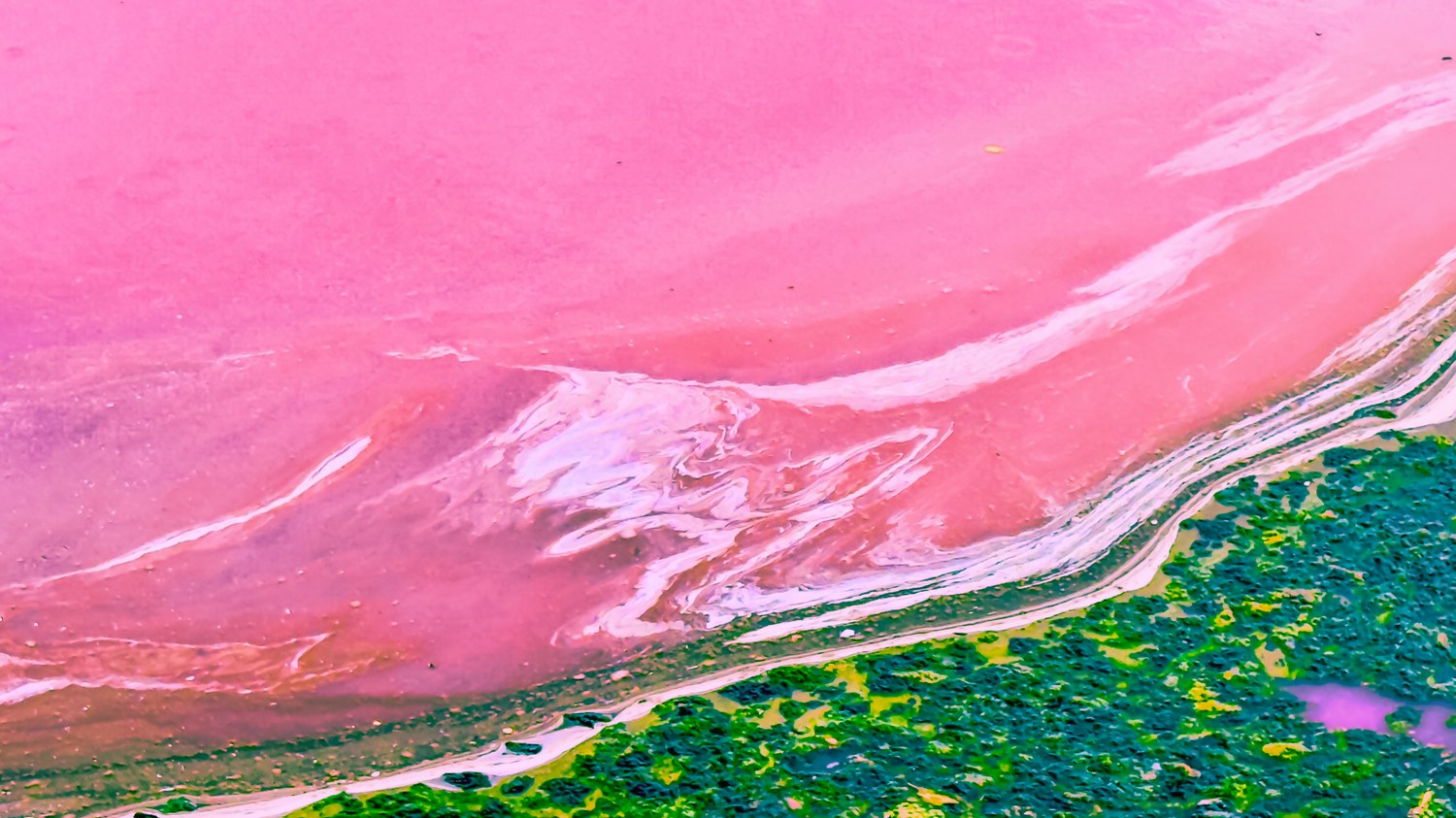 Pink Algae