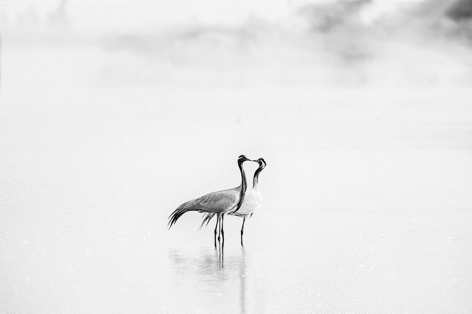 Wildlife by Krishnan