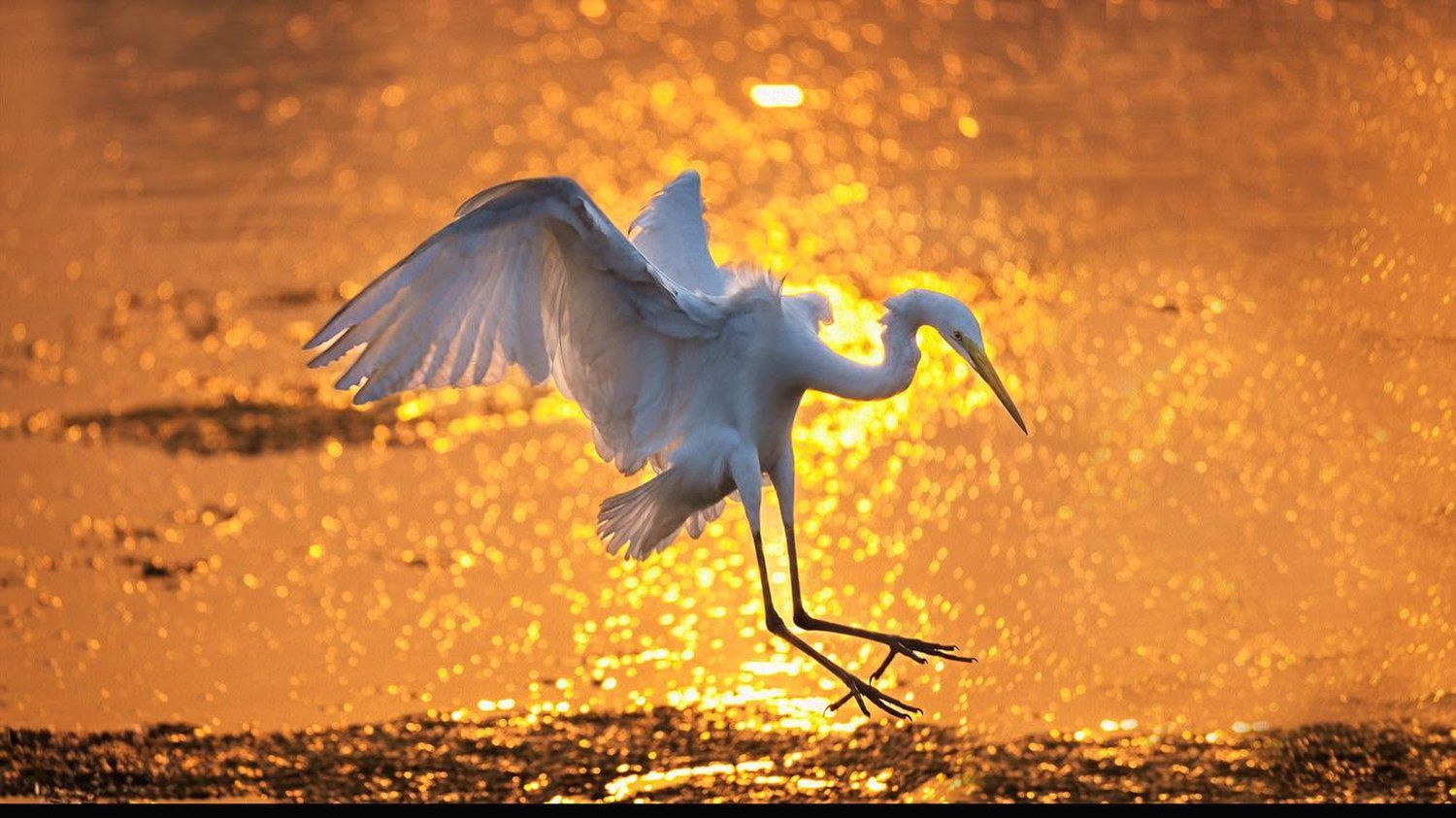 Golden Light